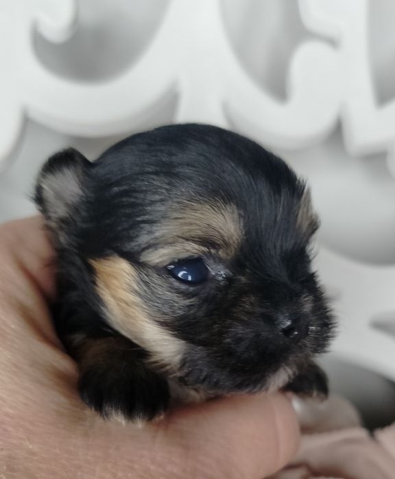 Yorkshire Terrier, xs