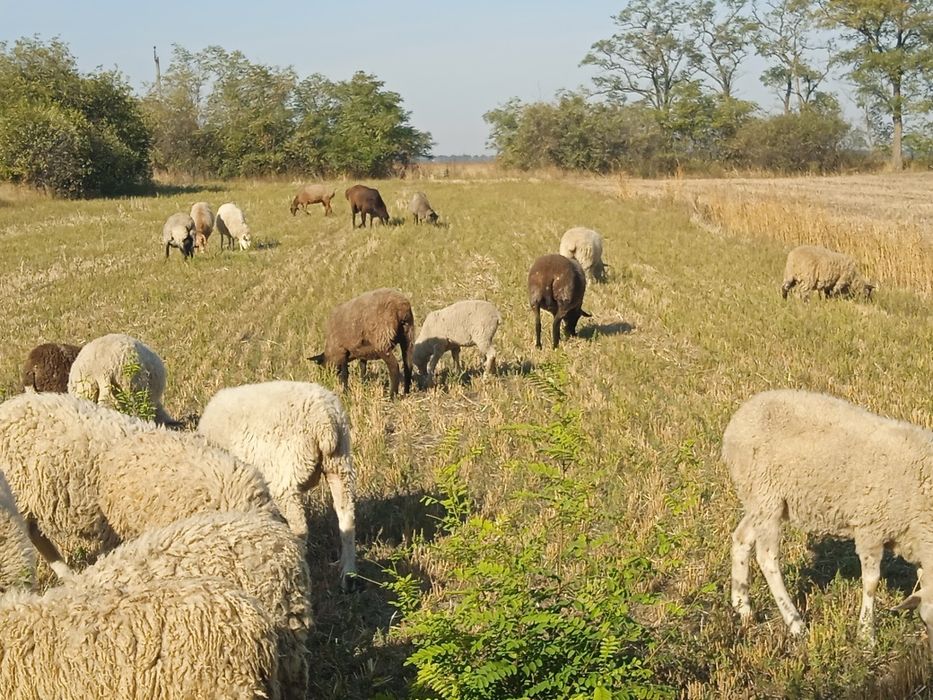 Вівці  черкаська обл.