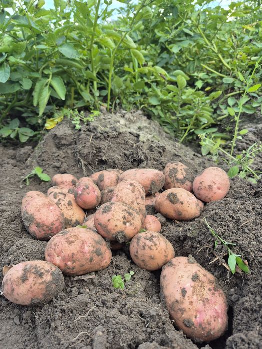 Ziemniaki w uprawie ekologicznej 1,50 za 1 kg 1 kg prosto od rolnika