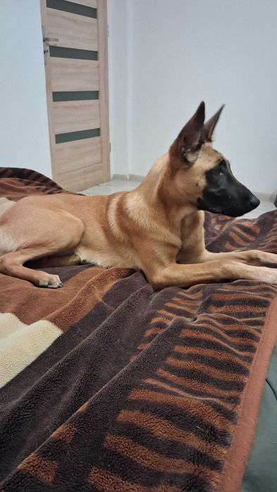 Owczarek Belgijski Malinois suka