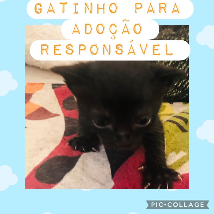 Gatinhos para doação