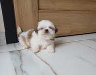 Shih-tzu z Rodowodem
