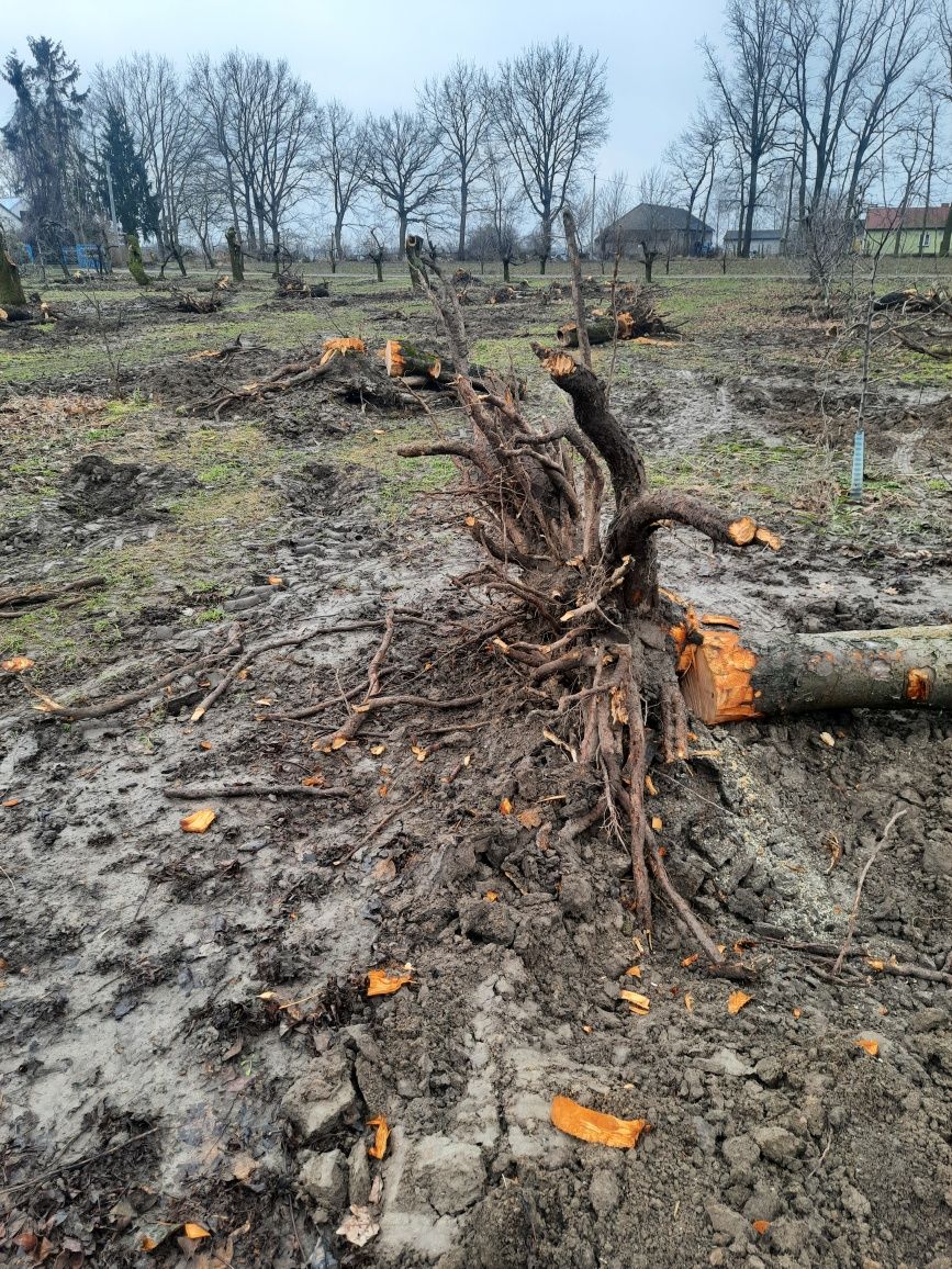 Oddam karpy po sadzie ZA DARMO