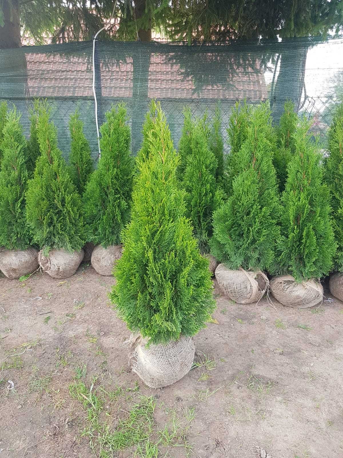 thuja (tuja) smaragd od producenta