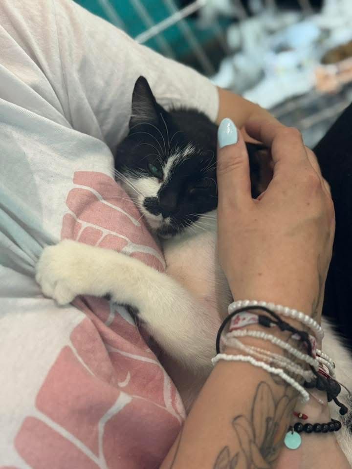 Perelka do adopcji szuka domu