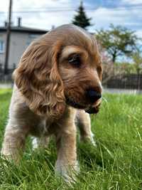 Szczeniak Cocker Spaniel Angielski