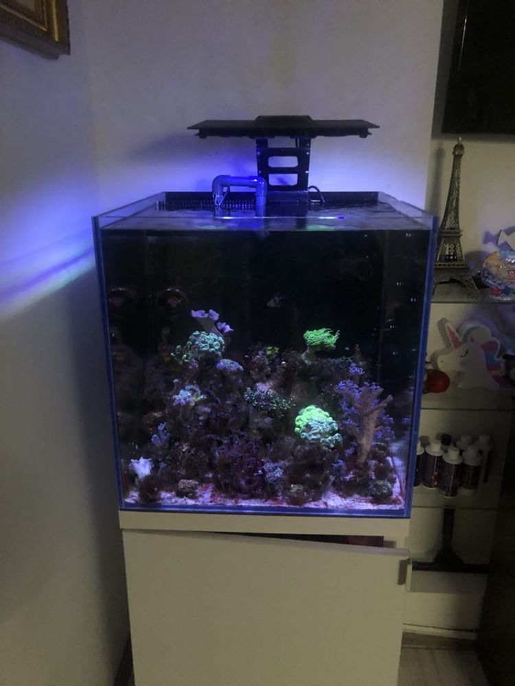 Akwarium opthi white 50x50x50+sump+szafka z koroną