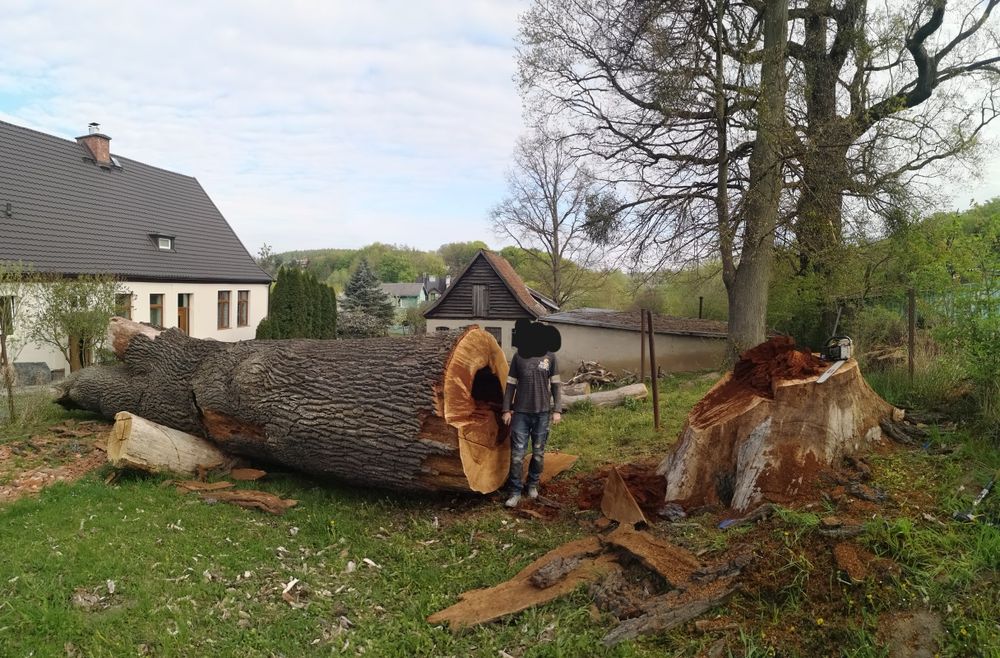 Pielęgnacja oraz wycinka drzew