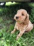 Cockapoo F1 Śliczny chłopak-BADANIA