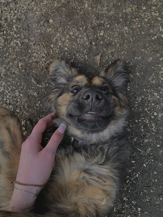 Віддам собаку в Добрі Руки