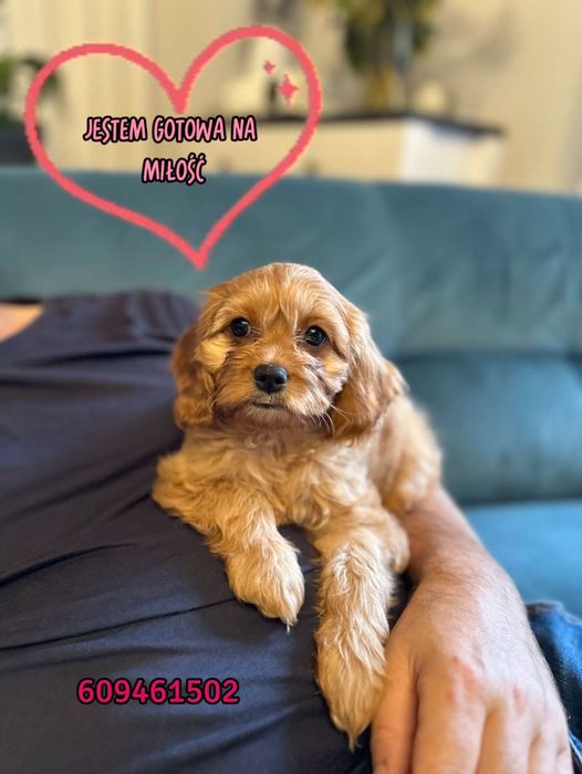 OSTATNIA CZUŁA SUNIA CAVAPOO wychowana w miłości, od 12.09