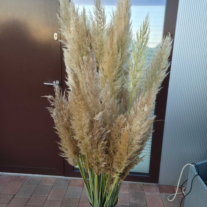 Trawa pampasowa kwiatostany