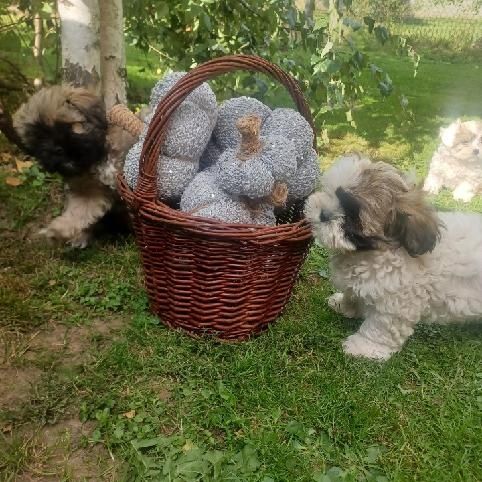 Sprzedam suczkę shihtzu.