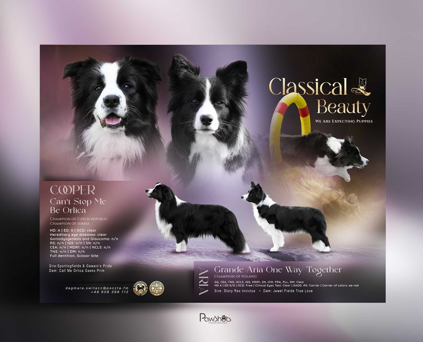 Border Collie  suczka ZKwP/FCI
