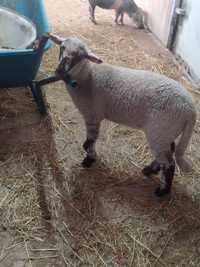 Borrega ovelha fêmea cruzada suffolk e Ilê de france 5 meses