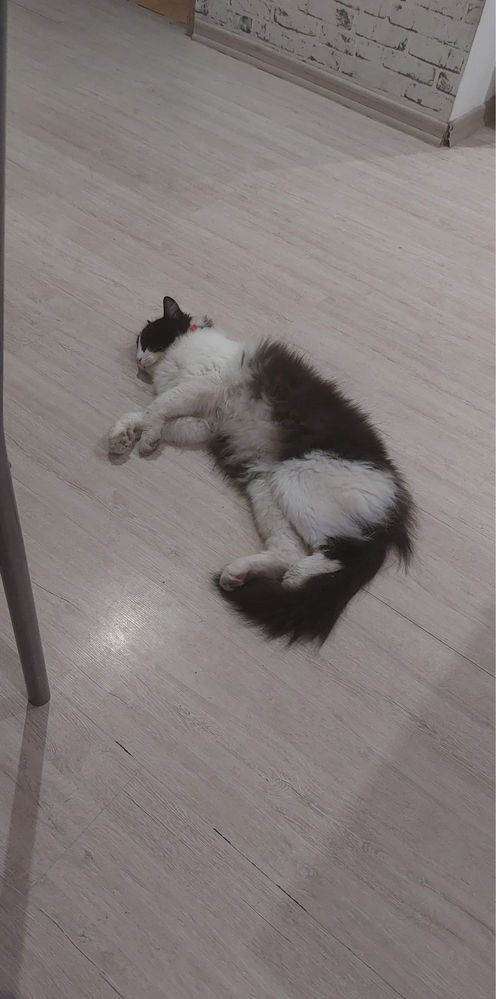 !!!ZAGINĄŁ!!!Gatos