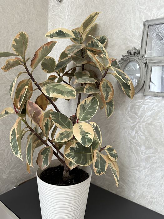 Фікус Еласиіка Беліз