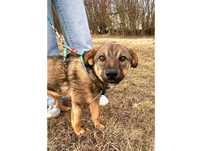Bruno- nieduży (10kg), ŁAGODNY do dzieci, wesoły - możliwy dowóz