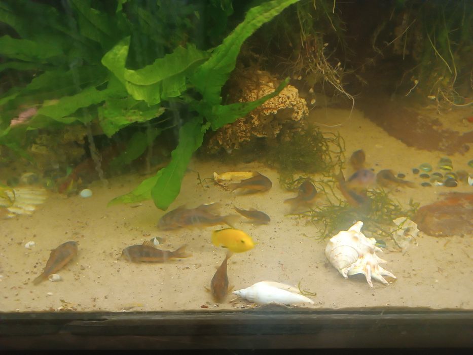 Kiris spizowy dorosłe tarlaki 8szt