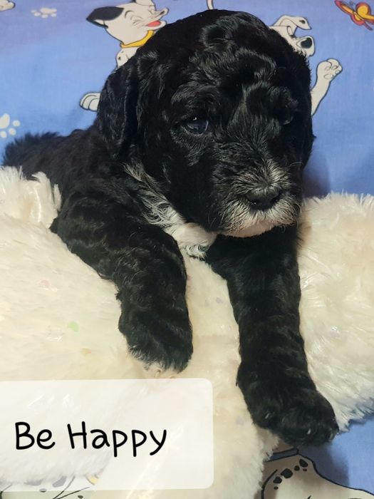 Portugalski Pies Dowodny zapowiedź miotu