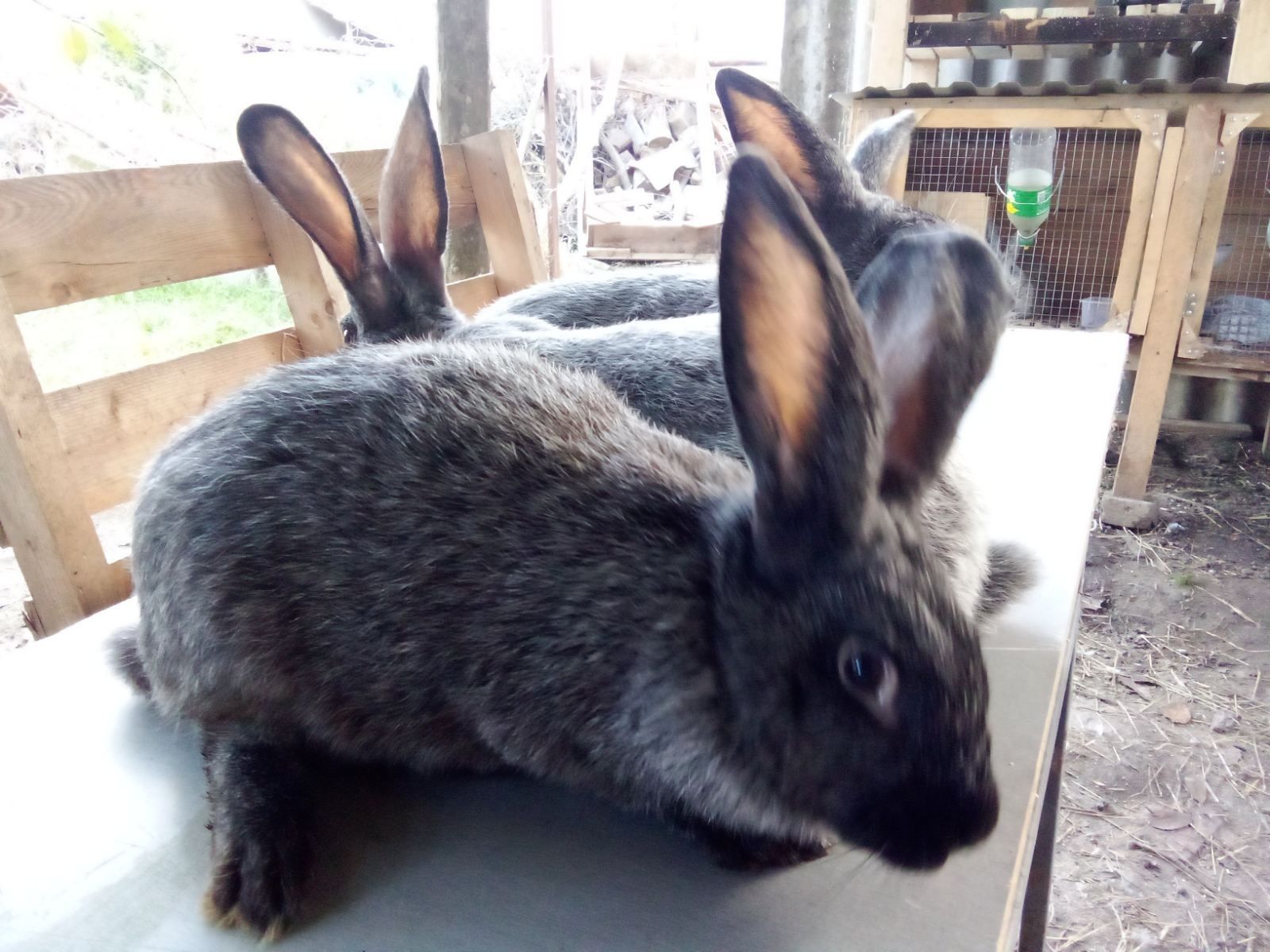 Кролики, Полтавське срібро
