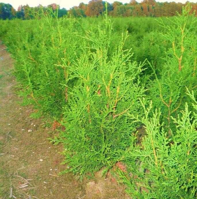 Thuja brabant 100-120 cm Balot Dost gratis Tuja brabant Balot Pruszków