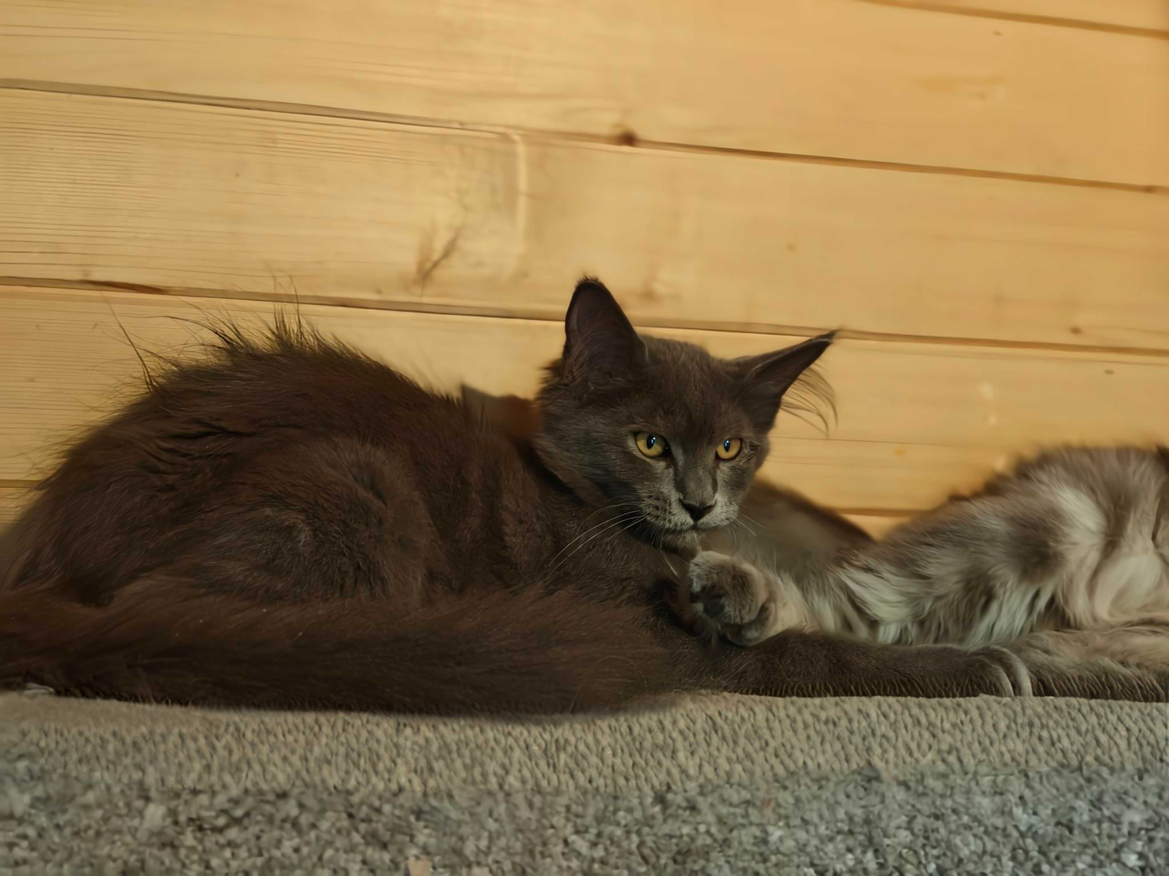 Kocięta Mco Maine coon niebieskie srebrne dymne fpl ccf