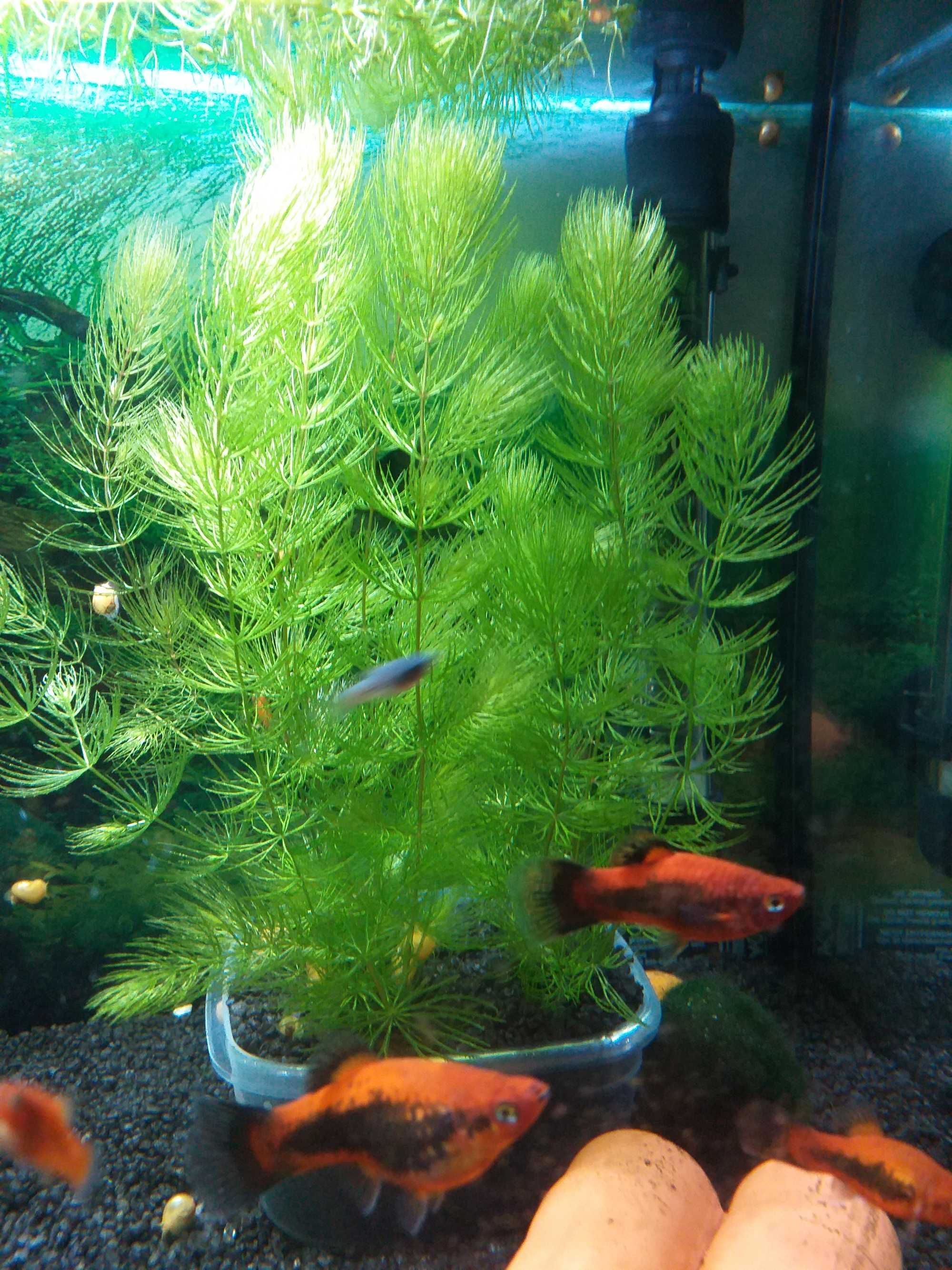 Rogatek – roślina akwariowa