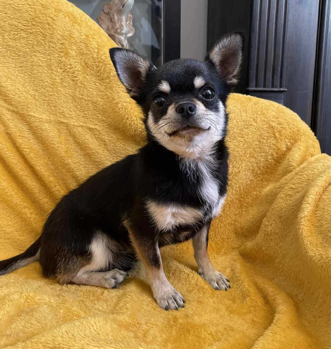 Chihuahua krótkowłosa ZKwP piesek roczny