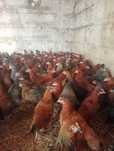 Kury nioski, Rossa, Sussex, Sonia, messa, leghorn