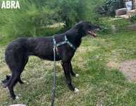 Owczarek belgijski mix, sunia 4 letnia, adopcja za darmo oddam