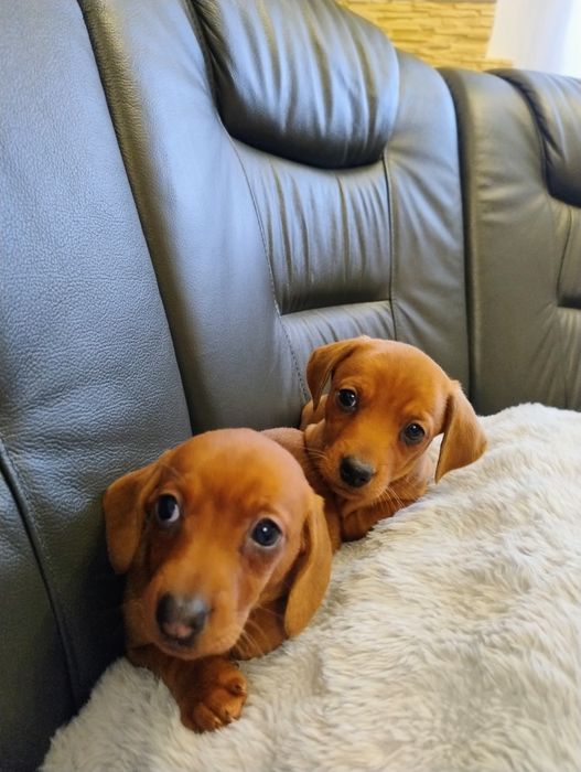 Śliczny Rudy jamniczek