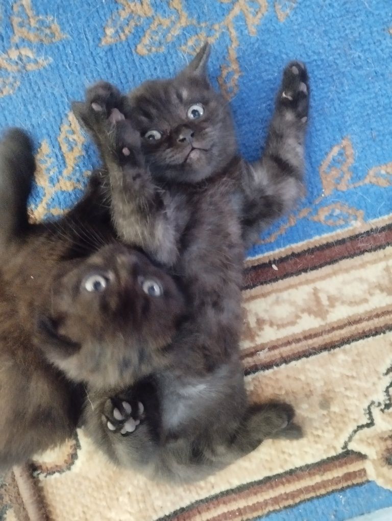 Продам Шотландские котята, мальчик и девочка