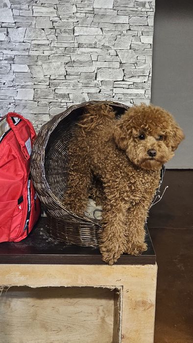 В'язка той пудель