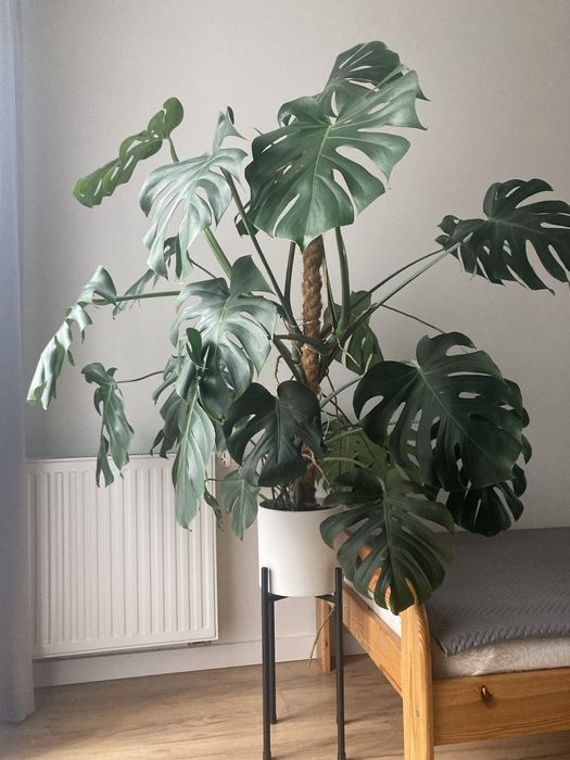 Monstera Deliciosa