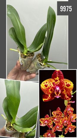 Підлітки орхідей Азія,розмір 1,7