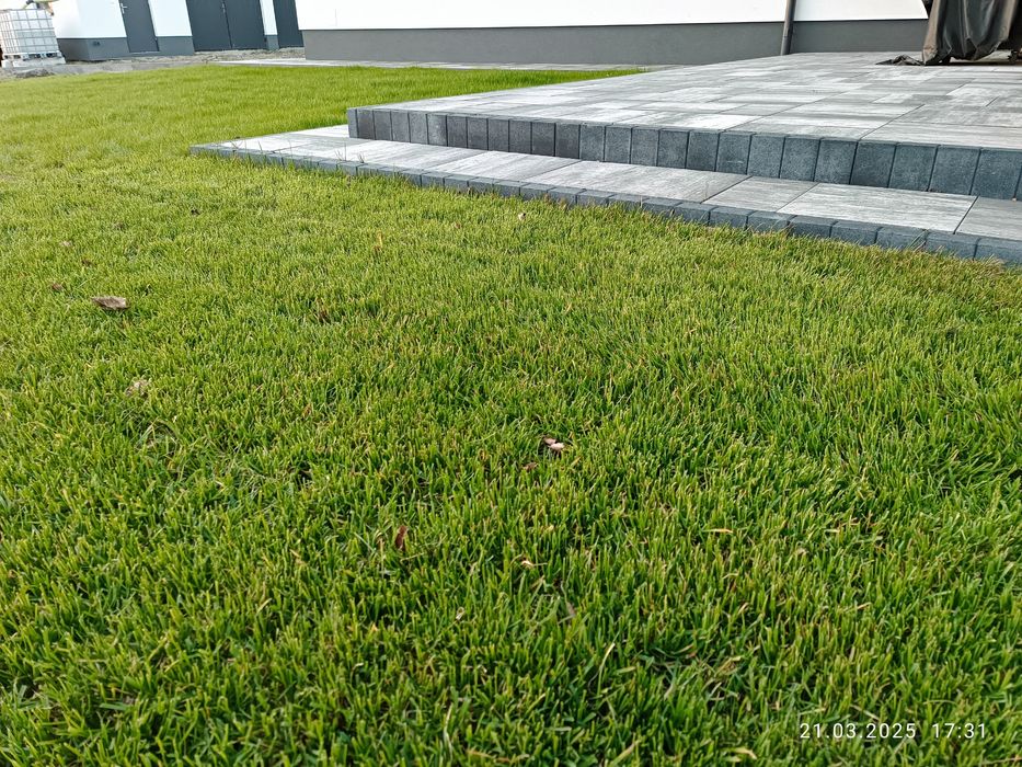 Nasiona trawy, gęsta odporna na deptanie