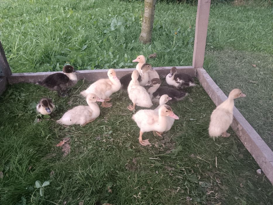 Kaczka piżmowa 12 sztuk