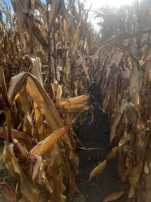 Kukurydza na ziarno mokra 430 zl.