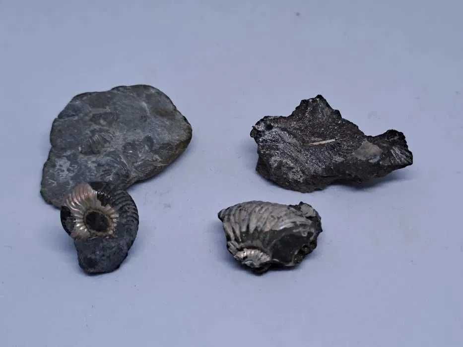 Zpirytyzowane amonity z Łagowa