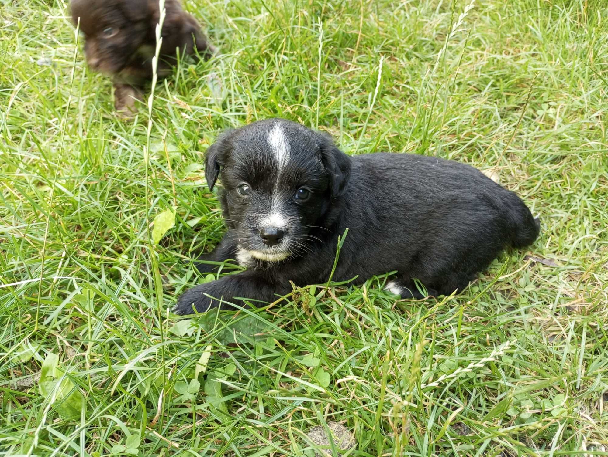 Oddam szczeniaki w dobre ręce