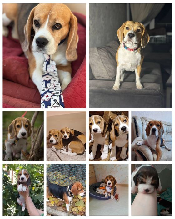 Бігль  КСУ Бронь