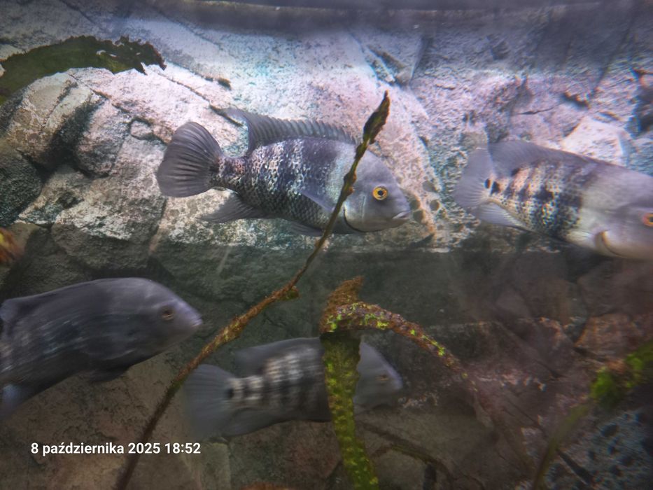 Pielęgnice Astatheros macracanthus DUŻE