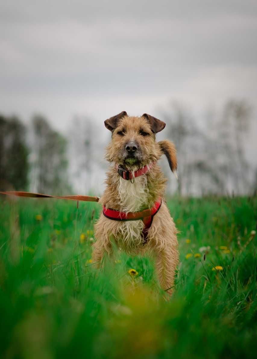 Benji - terrierowaty przystojniaczek czeka na wymarzony dom! :)