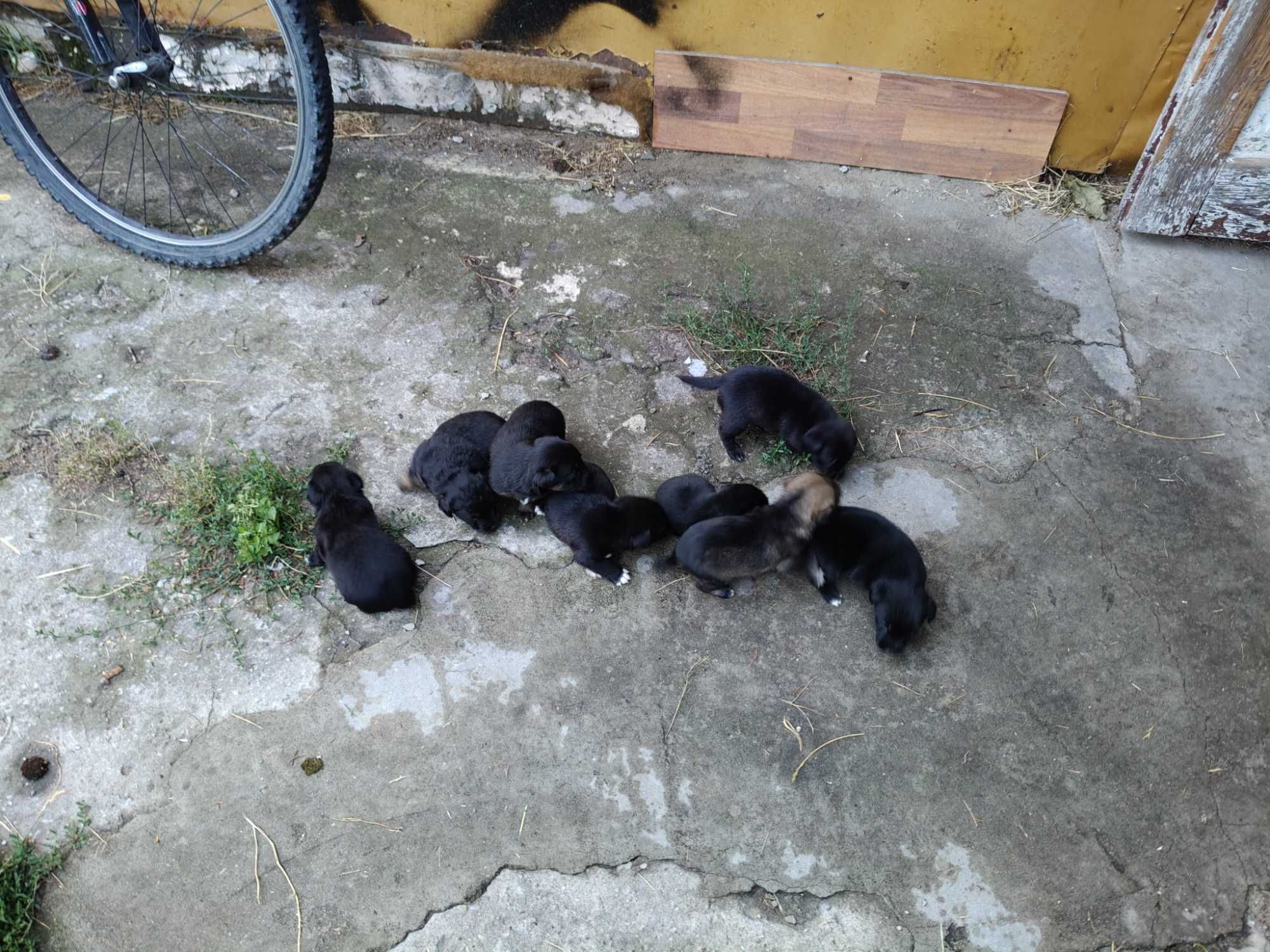Oddam szczeniaki pieski i suczki