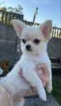 Chihuahua długowłosa suczka FCI