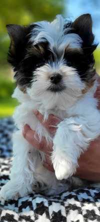 Yorkshire Terrier Biewer