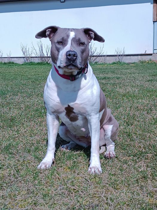 Блакитні Амстафята,КСУ- Дубль в'язка.Відкрите бронювання.