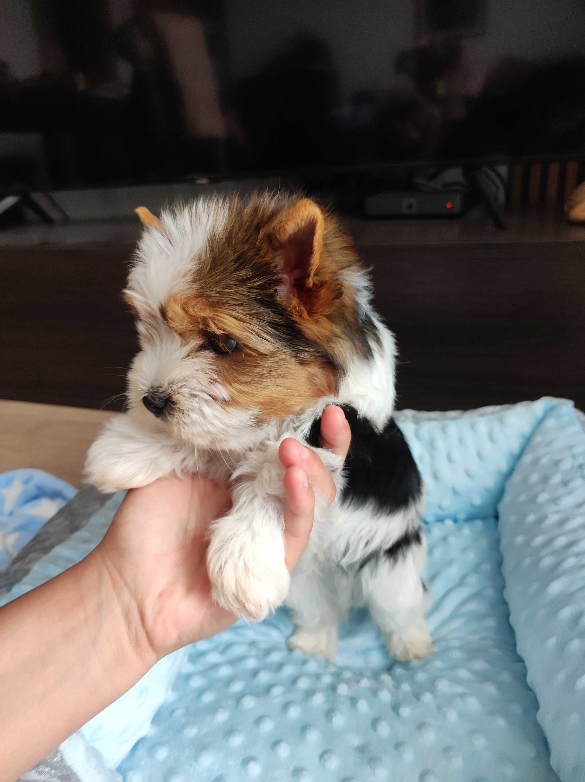 Yorkshire terrier