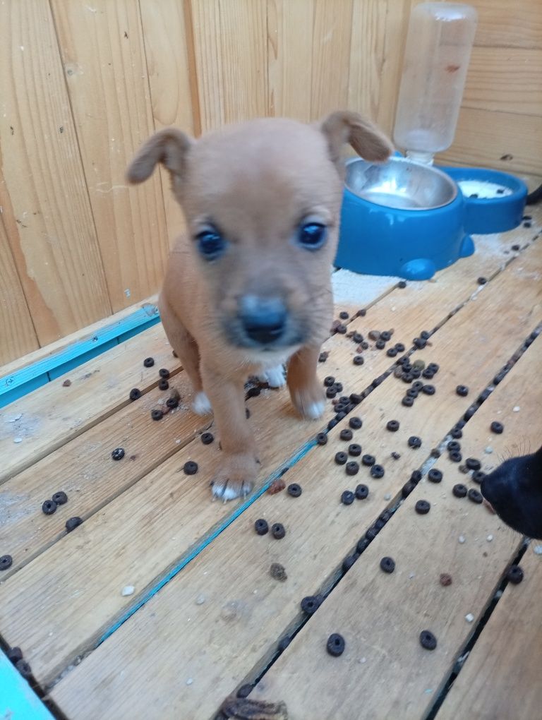 Ninhada resgatada para adoção - cães para adoção